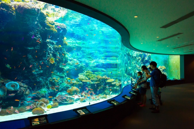 A resistência e a transparência do acrílico no AquaRio